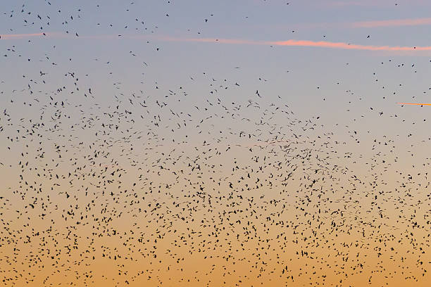 istock Large amounts of birds flying at sunset 507568256