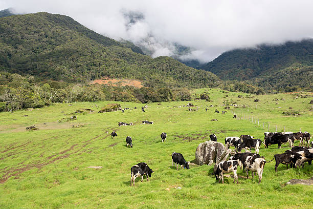 istock Dairy cattle at farmland 507568292