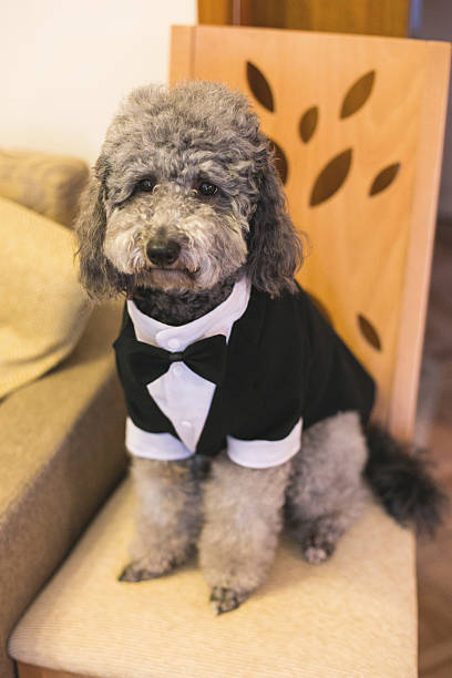 istock Cute poodle in groom costume 507568340