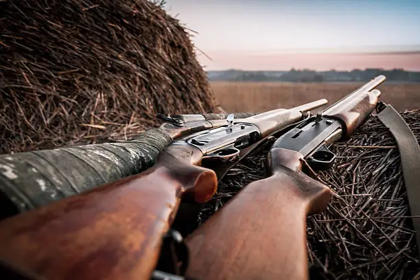 Hunting shotguns on haystack while halt during sunrise, soft focus on shutgun butt. Main focus is on breech block