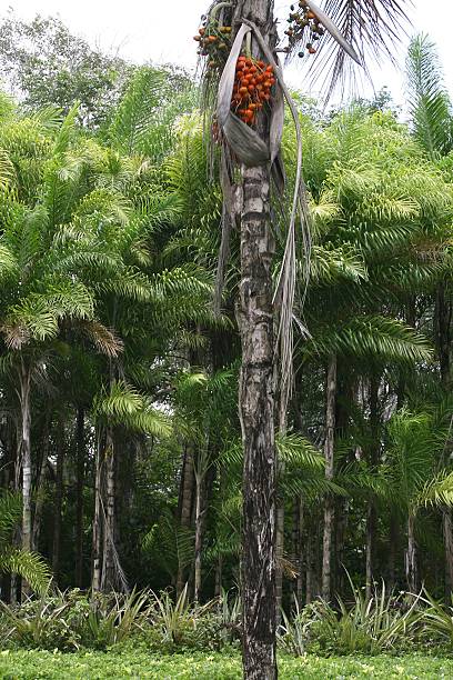 istock PALMITO / pupunha / PALM 507570772