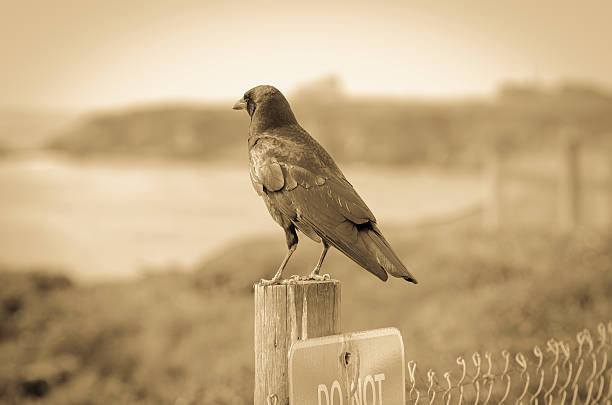 istock Black crow standing on a fence 507571550