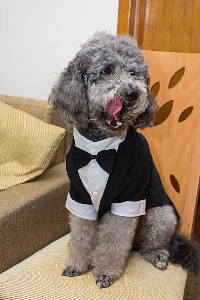 istock Cute poodle in groom costume 507572124