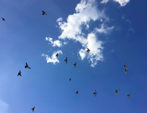 istock flock of pigeons 507572948