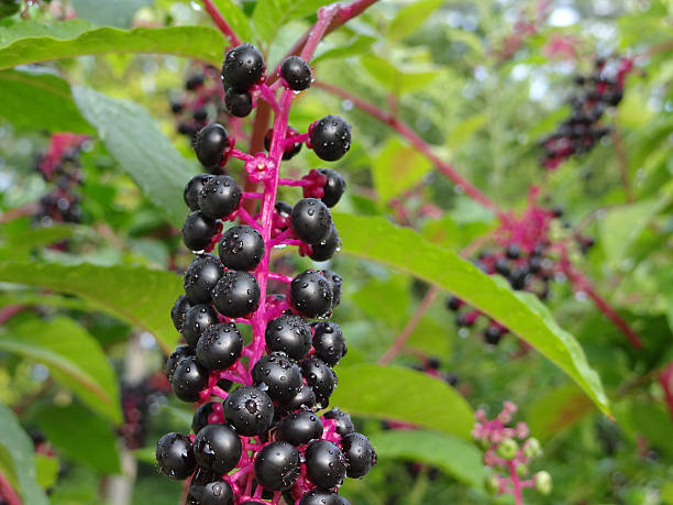 Wild Pokeweed Berries stock photo