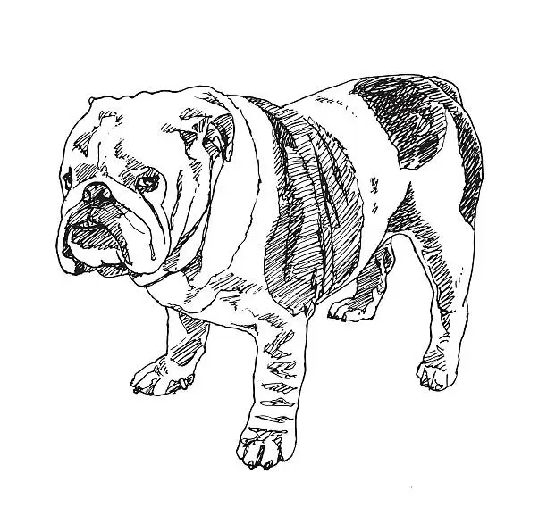 Vector illustration of English Bulldog . Vector