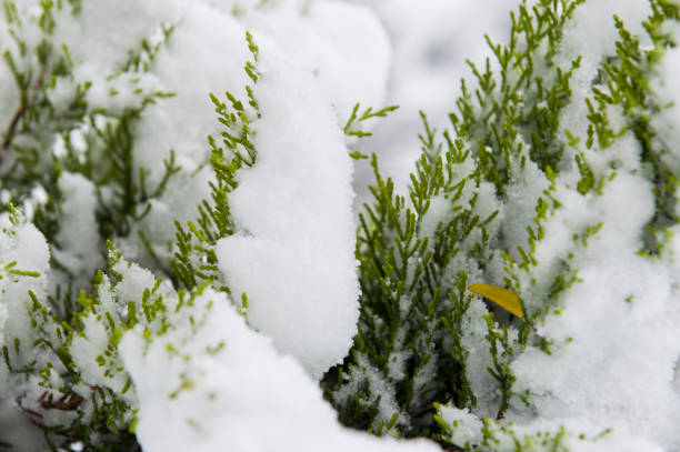 inverno scena- pino nella neve - christmas winter non urban scene pine tree foto e immagini stock