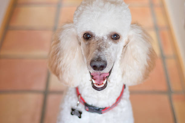 blanc caniche standard - standard poodle photos et images de collection