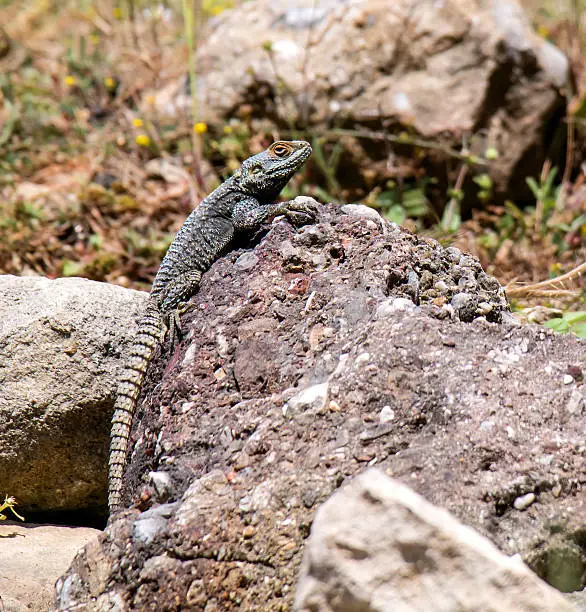 Lizard in the natural environment of Turkey, a lizard sitting on a stone