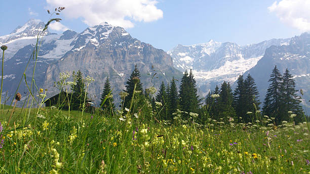 istock Mountain panorama in Switzerland 507575592