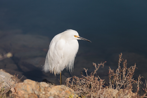 The egret I shot in the sea.