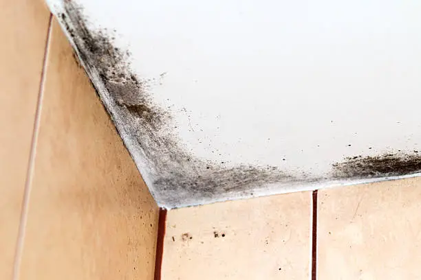 Mold on ceiling. Mouldy wall in bathroom, moldy corner of tiles