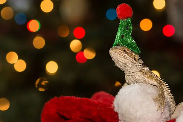 Photo of Bearded Dragon