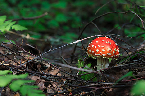 amanita - fungus nature orange agaric toxic substance ストックフォトと画像