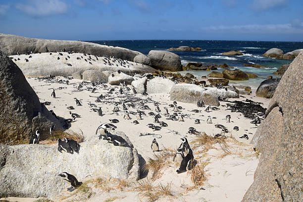 African Penguins at Boulders Beach stock photo