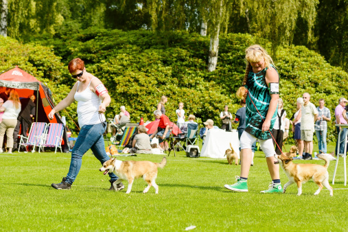 Ronneby, Sweden - July 05, 2014: Blekinge Kennelklubb international dog show. Norwegian lundehund and handlers in the ring.