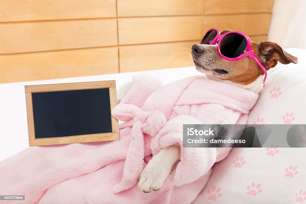 relax spa wellness dog jack russell dog relaxing  and lying, in   spa wellness center ,wearing a  bathrobe and funny sunglasses and blackboard or placard as banner Alcohol - Drink Stock Photo