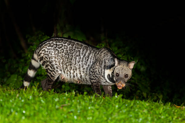 istock Nocturnal animals Viverra zibetha 507577939