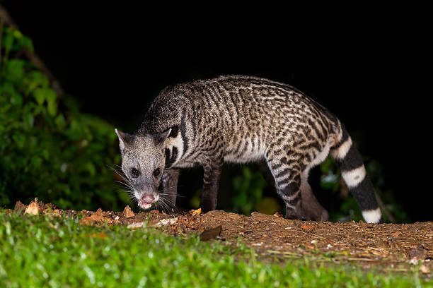 istock Nocturnal animals Viverra zibetha 507577943