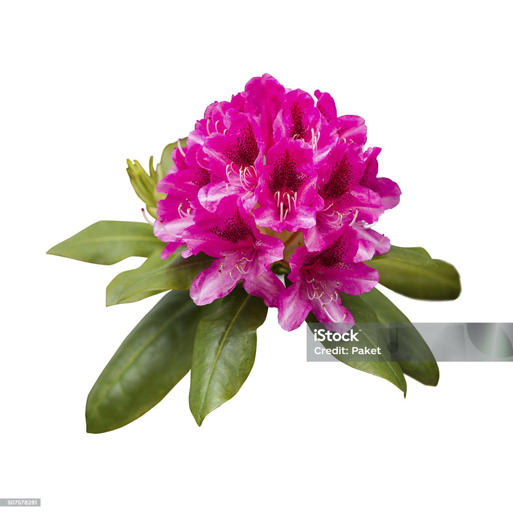 Pink rhododendron flowers Pink magenta rhododendron flowers, isolated on white background. Azalea Stock Photo