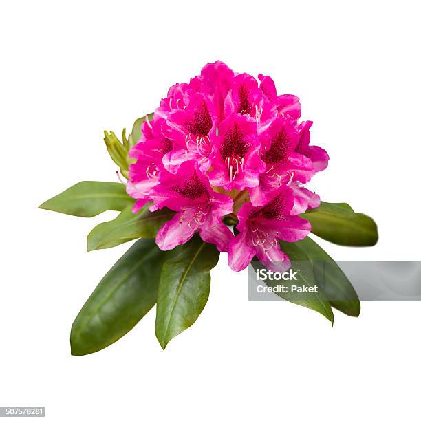 Pink Rhododendron Flowers Stock Photo - Download Image Now - Azalea, Botany, Close-up