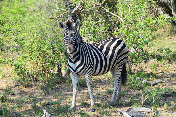 Young African Zebra stock photo