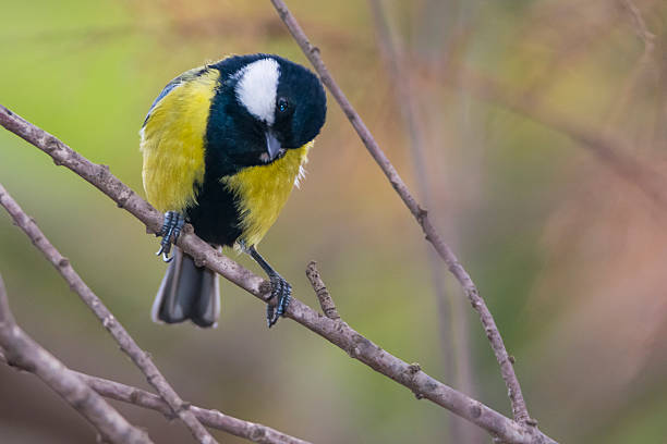 istock Carbonero bird in Spain. Parus major 507578444