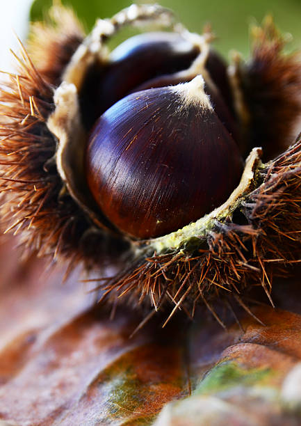 Castaña - foto de stock