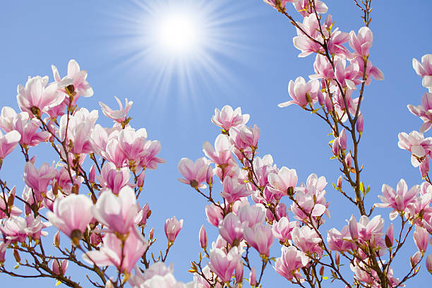 magnolia à l'avant de fleurs dans un ciel bleu avec les rayons du soleil - spring magnolia flower sky photos et images de collection