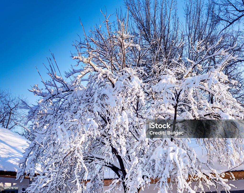 Heavy Snow Covered Tree Heavy snow covered tree after a strong snowfall. Bare Tree Stock Photo