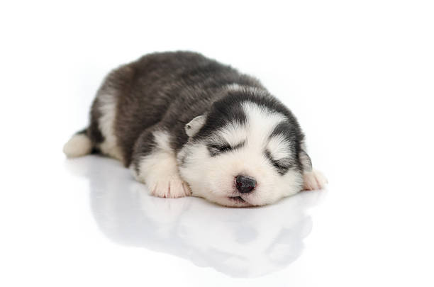 istock Puppy siberian husky sleeping 507578899