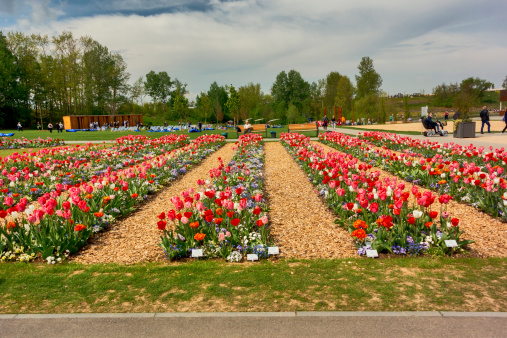 Zuelpich, Germany - April 21, 2014: People and Flower in a great Park. The flower beds are terraced and walk with sidewalks on each terrace that many people. In the flower beds, the tulips are blooming on. On the photo, many people are seeing the look at the flowers.