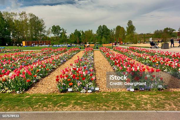 Great Garden Stock Photo - Download Image Now - Blossom, Close-up, Color Image