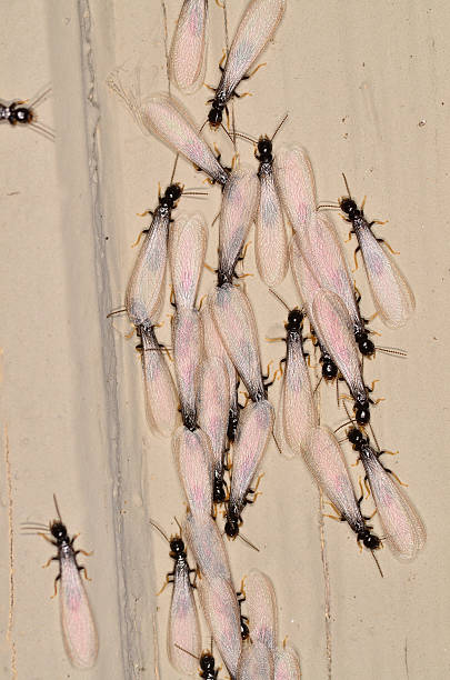 A group of Eastern Subterranean termites with recently emerged from tyhe nest and about to fly away