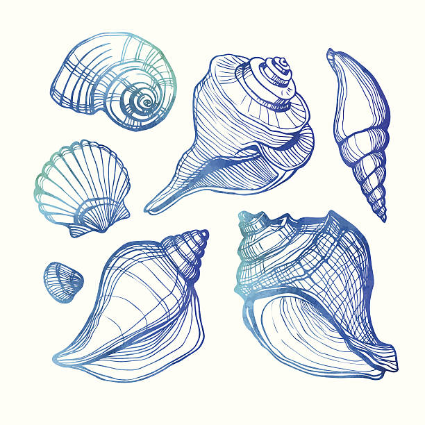 Wektor zestaw Z sea shell wyizolowane na white.Watercolor. – artystyczna grafika wektorowa