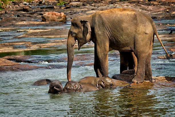 elephants in the river Maha Oya at pinnawala elephant orphanage