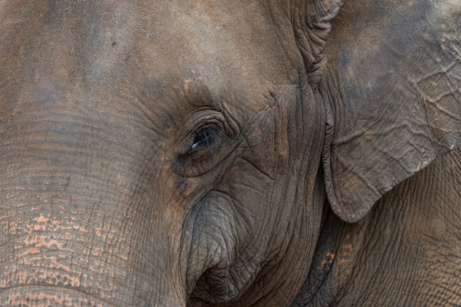 Head detail of a Sri Lankan elephant
