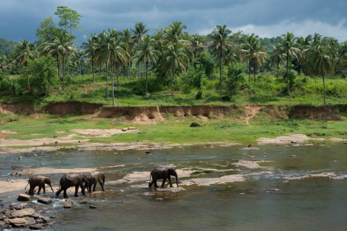 Elephants of the Pinnewala Orphanage walk in the river to take their bath