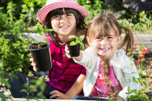 Little girls in garden (3 and 5 years, mixed race Hispanic) holding seedlings.