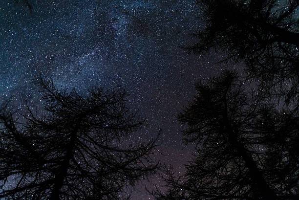 istock Starry sky viewed from black conifer woodland 507580830