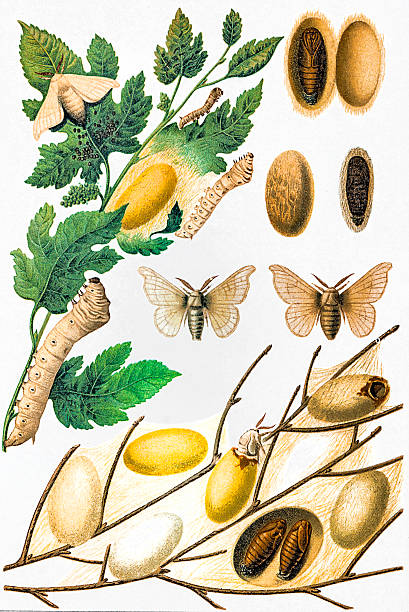 누에 및 실크 문화 - silkworm stock illustrations