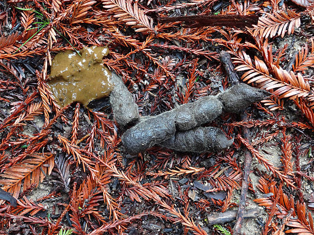 Bobcat Scat em Redwoods - fotografia de stock