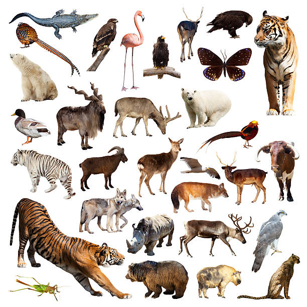 istock Asian fauna. Isolated on white 507581609