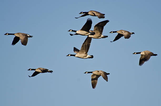 istock Large Flock of Geese Flying in Blue Sky 507581693