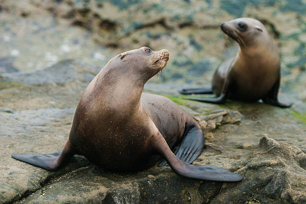 istock La Jolla Sea Lions 507581738