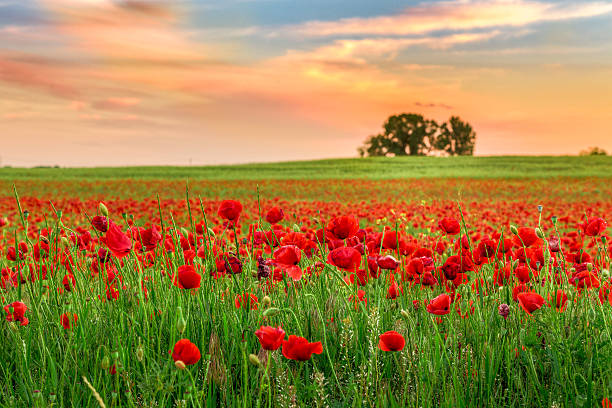 istock Poppies field at sunset 507581919