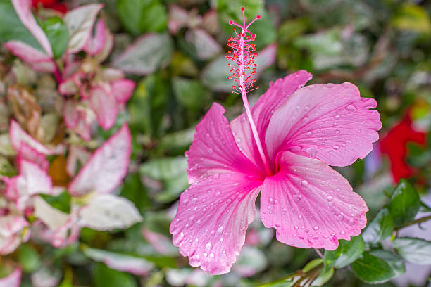 istock hibiscus flowers - Thai Flower 507582011