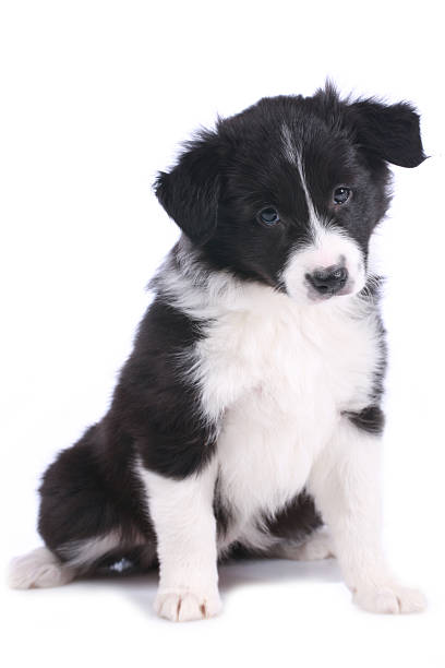istock Cute border collie puppy sitting isolated 507582156