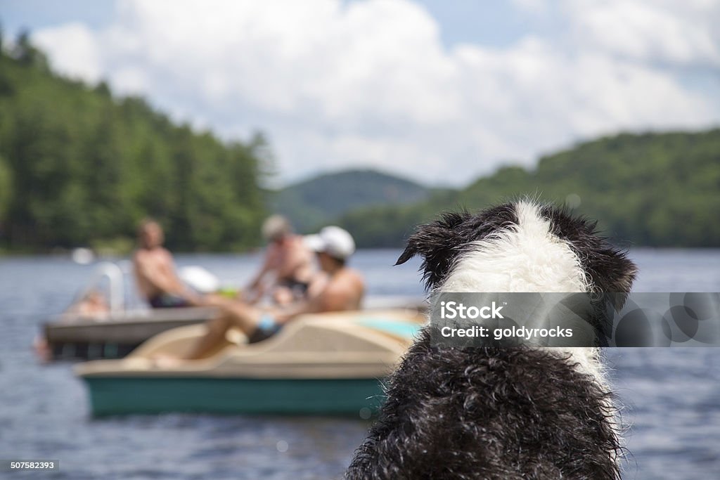 Dog watches activity on the lake A wet dog sitting on the cottage dock watches people swimming and boating on Lake of Bays in Muskoka Ontario Canada Cottage Stock Photo