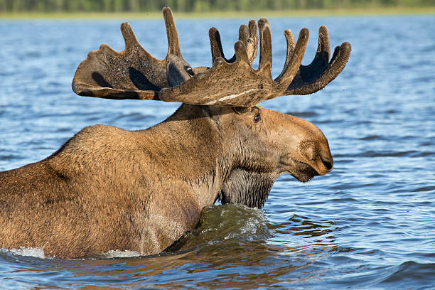 istock Large elk, swim in the lake. 507582578